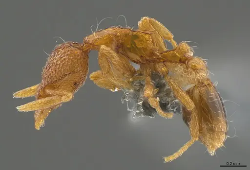 Strumigenys marginata - CASENT0355828