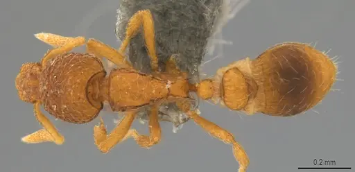 Strumigenys marginata - CASENT0780471