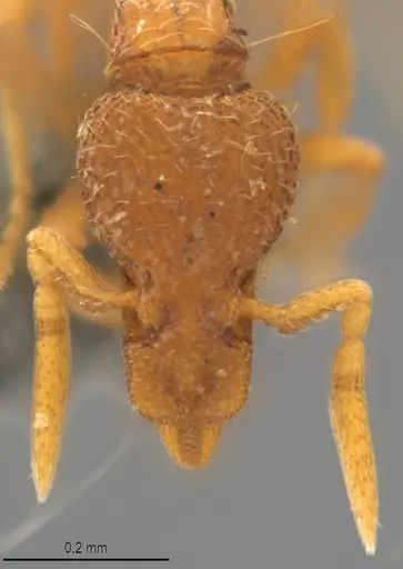 Strumigenys marginata - CASENT0780471