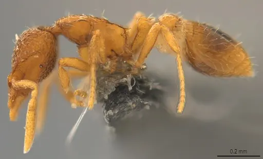 Strumigenys marginata - CASENT0780471