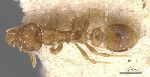 Strumigenys marginata - CASENT0912849