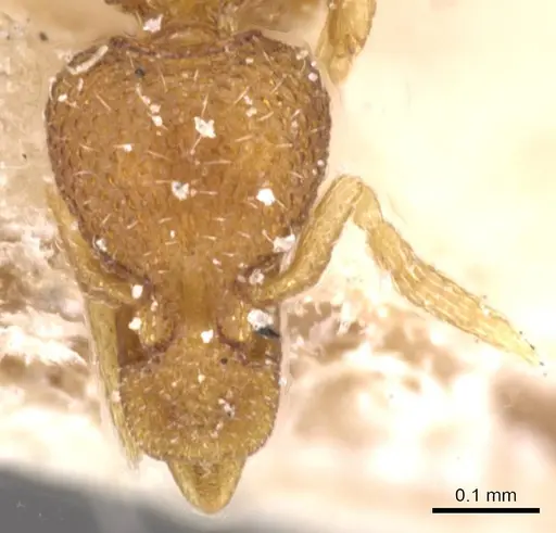 Strumigenys marginata - CASENT0912849