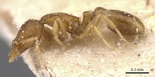 Strumigenys marginata - CASENT0912849