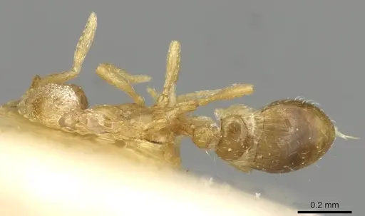 Strumigenys marginata - CASENT0915366