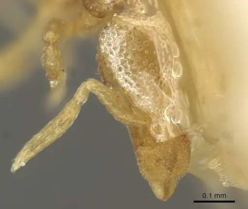 Strumigenys marginata - CASENT0915366