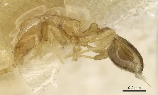 Strumigenys marginata - CASENT0915366