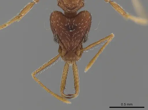Strumigenys marginiventris specimen