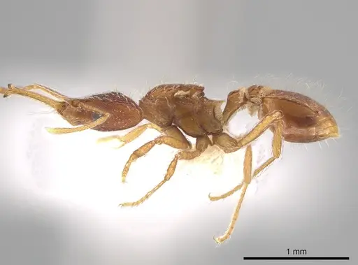 Strumigenys marginiventris specimen