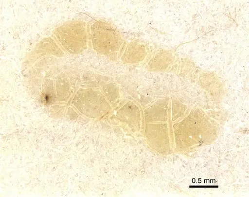 Strumigenys marginiventris - CASENT0912859