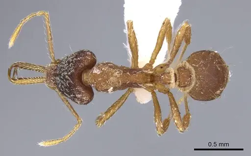 Strumigenys marginiventris - CASENT0914744