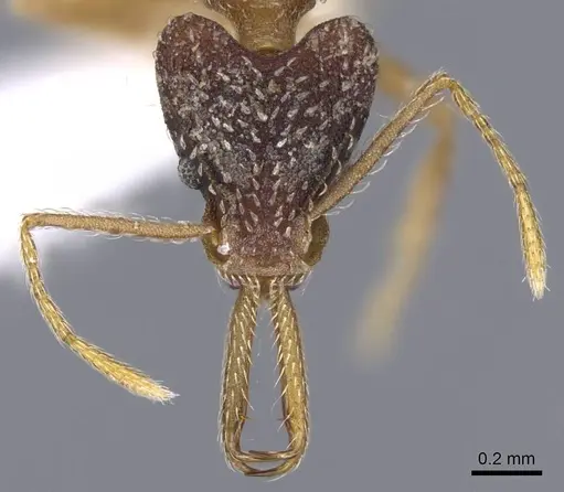 Strumigenys marginiventris - CASENT0914744