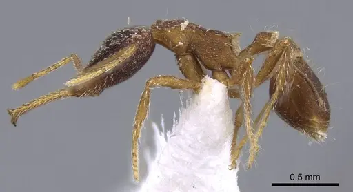 Strumigenys marginiventris - CASENT0914744