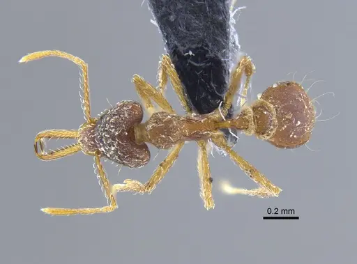 Strumigenys marginiventris - CBUMAGENT41691