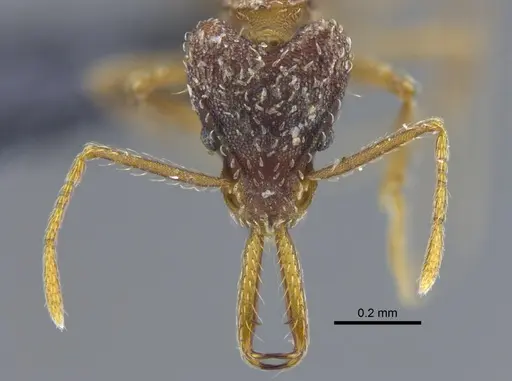 Strumigenys marginiventris - CBUMAGENT41691