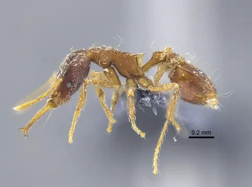 Strumigenys marginiventris - CBUMAGENT41691