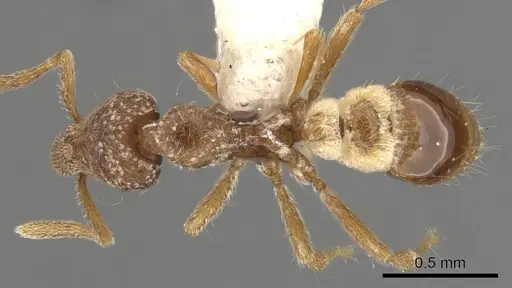 Strumigenys masukoi specimen