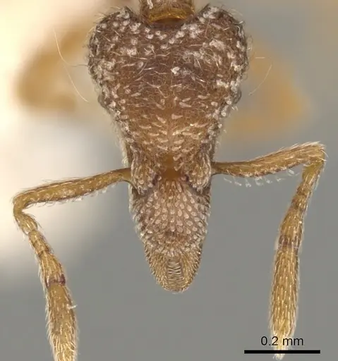 Strumigenys masukoi specimen