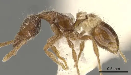 Strumigenys masukoi specimen