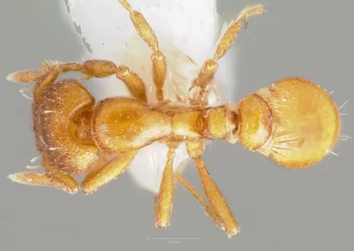 Strumigenys maxillaris specimen