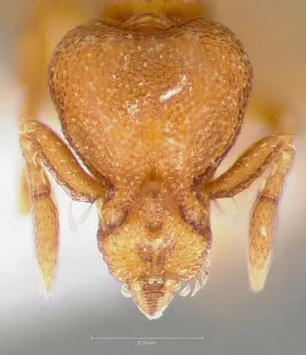 Strumigenys maxillaris specimen