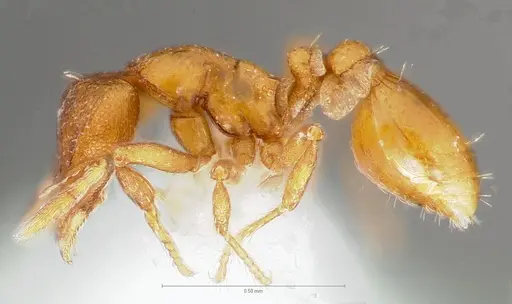 Strumigenys maxillaris specimen