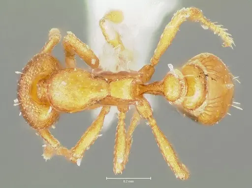 Strumigenys maxillaris - CASENT0005996