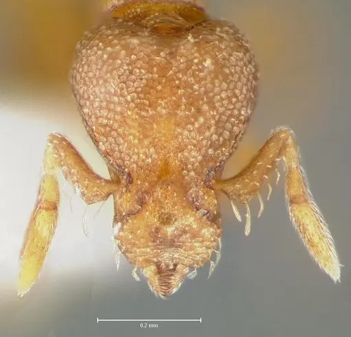 Strumigenys maxillaris - CASENT0005996