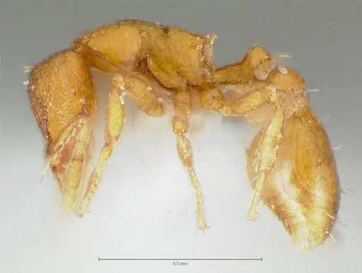 Strumigenys maxillaris - CASENT0005996