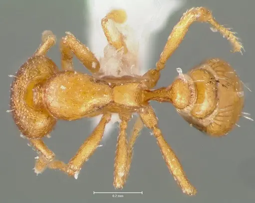 Strumigenys maxillaris - CASENT0005999