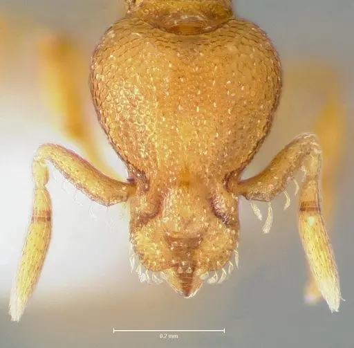 Strumigenys maxillaris - CASENT0005999