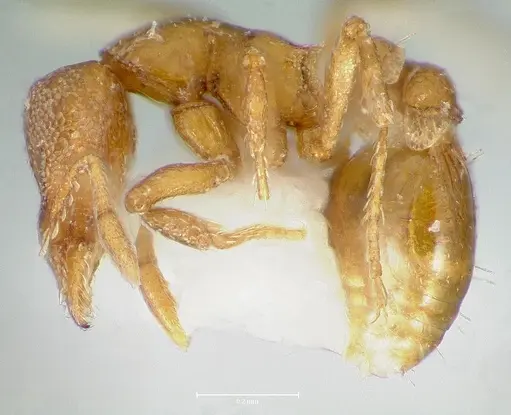 Strumigenys maxillaris - CASENT0005999