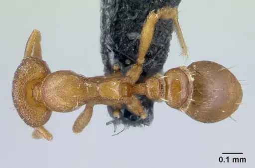 Strumigenys maxillaris - CASENT0133614