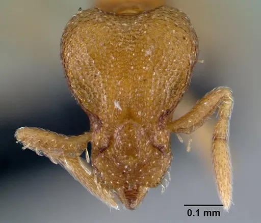 Strumigenys maxillaris - CASENT0133614