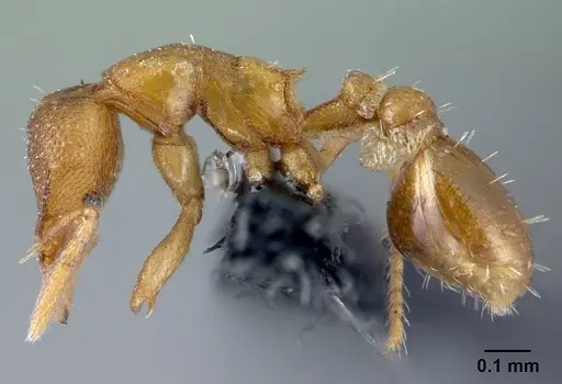 Strumigenys maxillaris - CASENT0133614