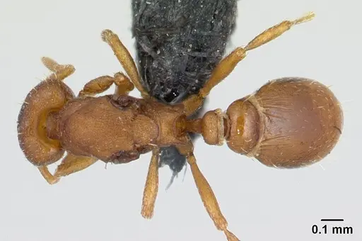 Strumigenys maxillaris - CASENT0133619