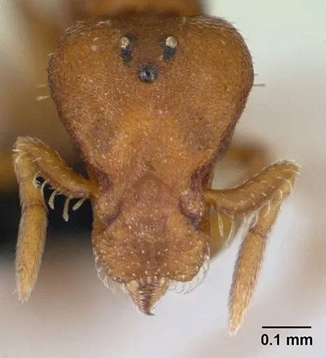 Strumigenys maxillaris - CASENT0133619