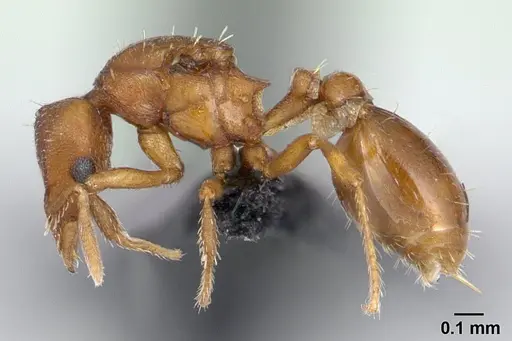 Strumigenys maxillaris - CASENT0133619