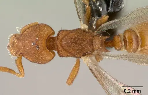 Strumigenys maxillaris - CASENT0144831