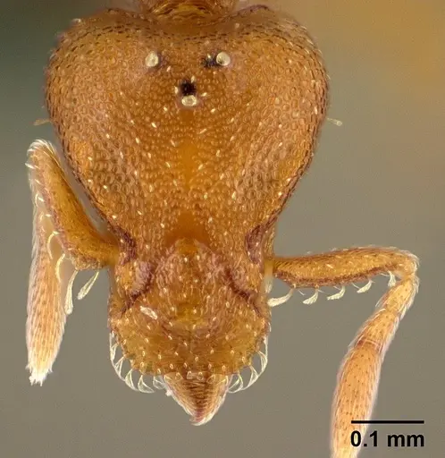 Strumigenys maxillaris - CASENT0144831