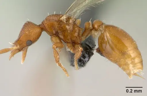 Strumigenys maxillaris - CASENT0144831