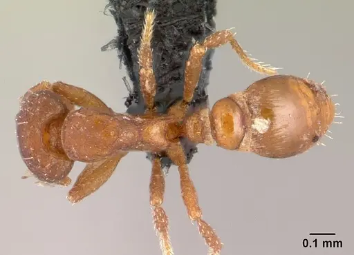 Strumigenys maxillaris - CASENT0149211