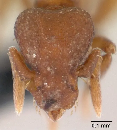 Strumigenys maxillaris - CASENT0149211