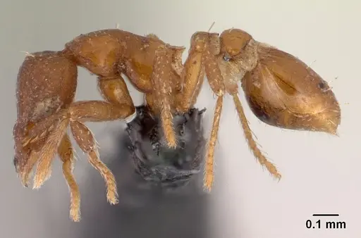 Strumigenys maxillaris - CASENT0149211