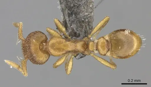 Strumigenys maxillaris - CASENT0235695