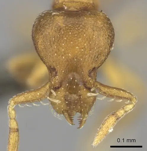 Strumigenys maxillaris - CASENT0235695