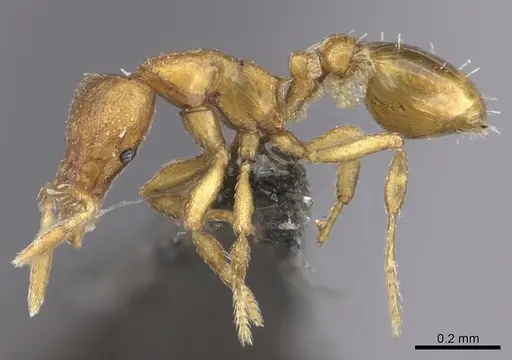 Strumigenys maxillaris - CASENT0235695