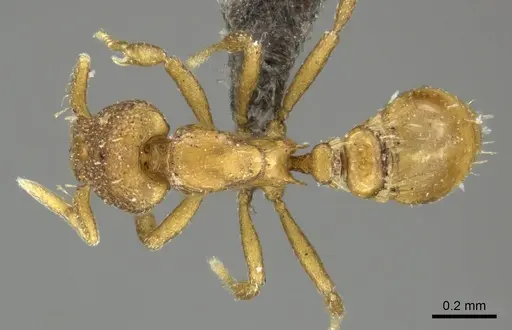 Strumigenys maxillaris - CASENT0235994