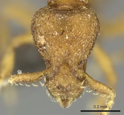 Strumigenys maxillaris - CASENT0235994