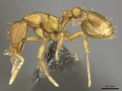 Strumigenys maxillaris - CASENT0235994