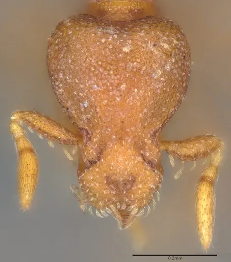 Strumigenys maxillaris - CASENT0783821